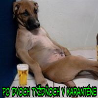 Príspevok 118871